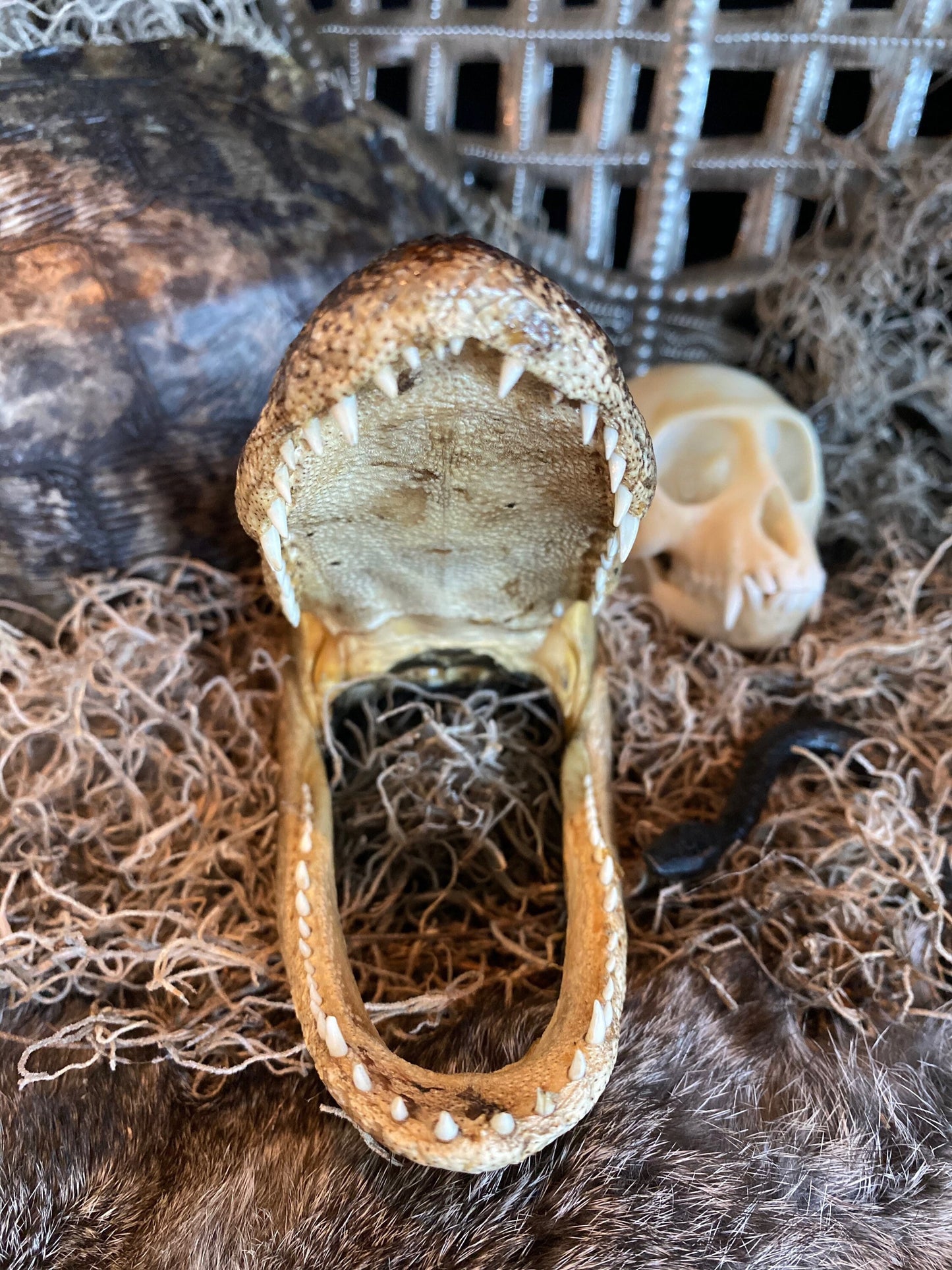 Real Alligator Head Taxidermy