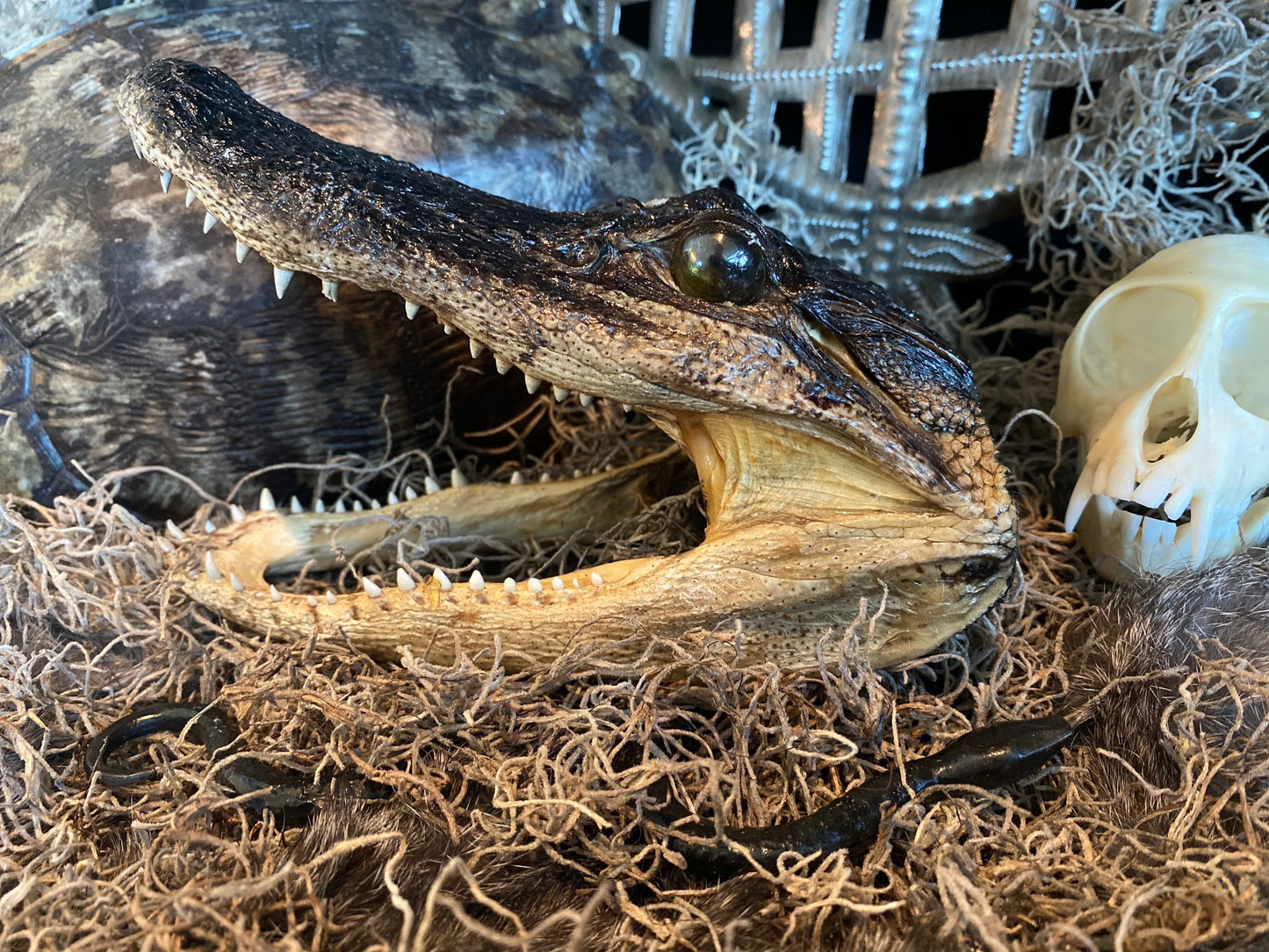 Real Alligator Head Taxidermy