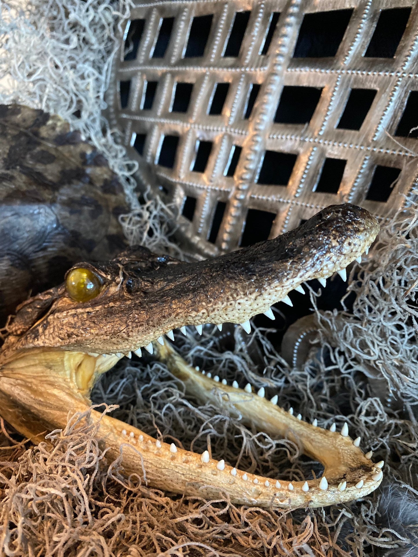 Real Alligator Head Taxidermy