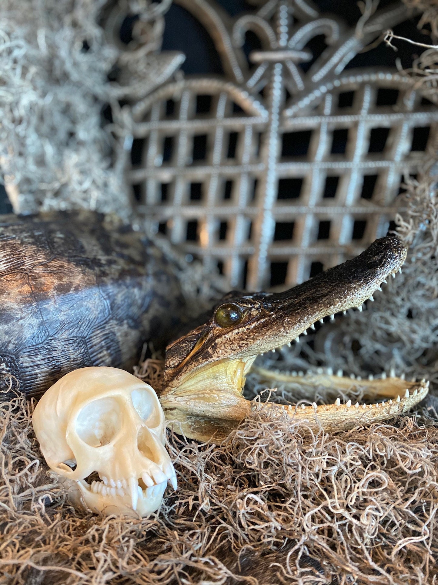 Real Alligator Head Taxidermy