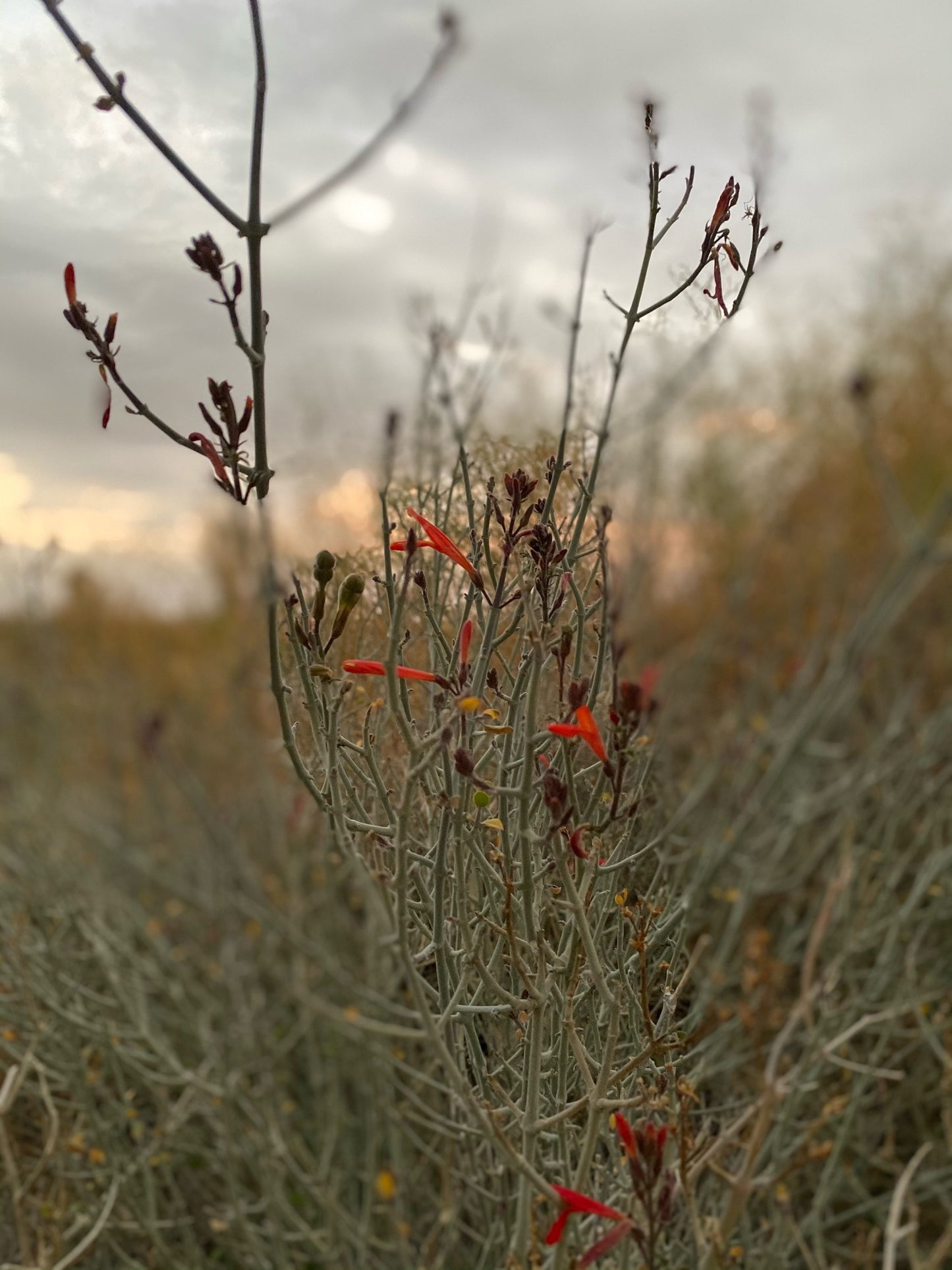 AUTHENTIC Chuparrosa! Wildcrafted! + Chuparosa + Flowers, Leaves, & Stems + Currently in Season! Limited Supply + Short Growing Season
