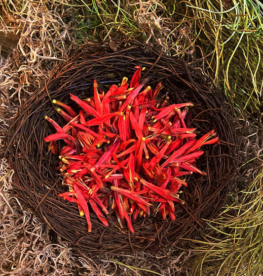 AUTHENTIC Chuparosa Flowers! Wildcrafted! + Chuparrosa + Currently in Season! Very Limited Supply + Short Growing Season