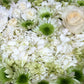White Flower Bath Soak + Salts and Traditional Ritual Bath (Spiritual Cleansing Bath)