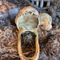 Real Alligator Head Taxidermy + New Orleans Voodoo + Hoodoo + Conjure