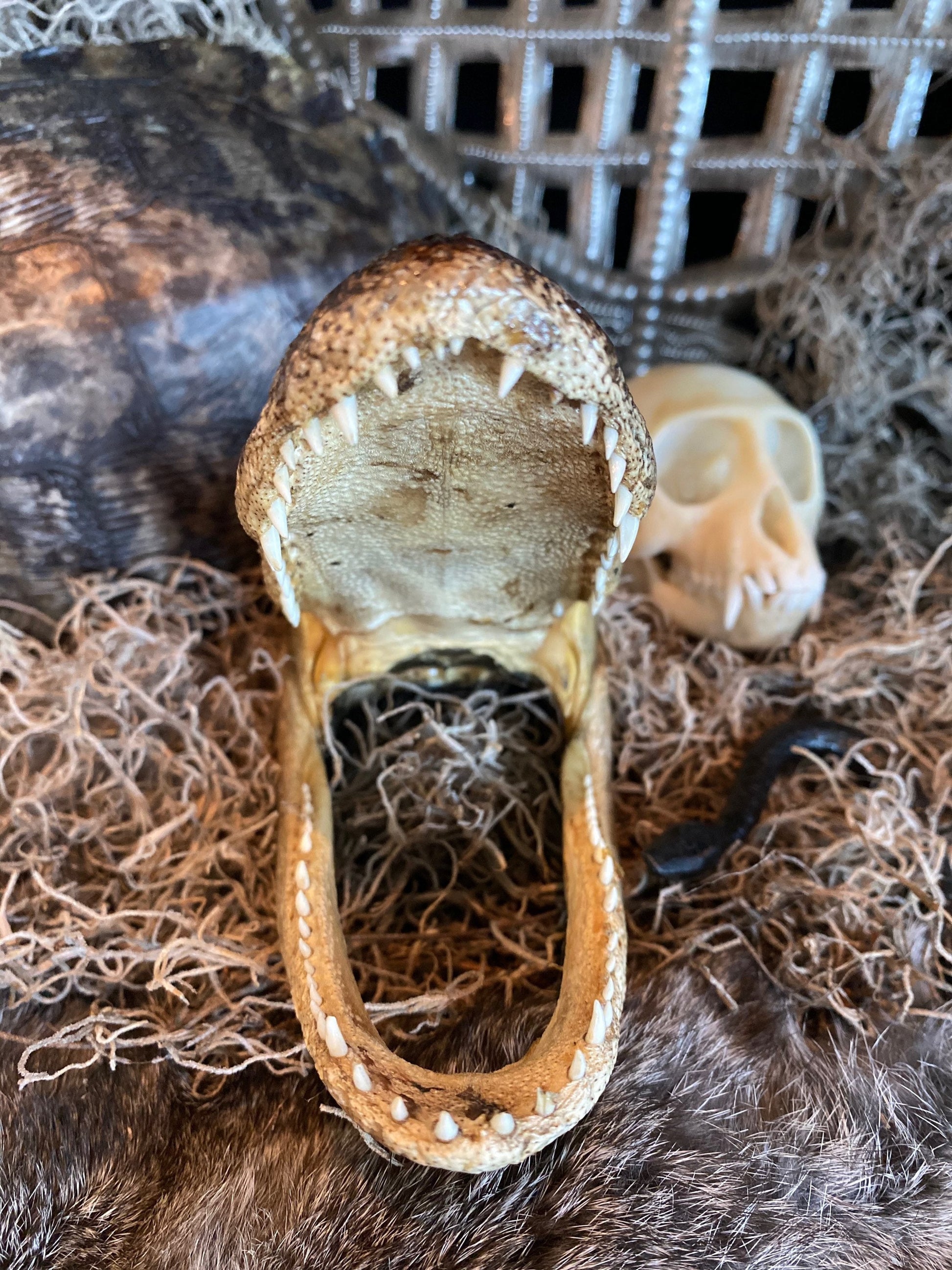 Real Alligator Head Taxidermy + New Orleans Voodoo + Hoodoo + Conjure