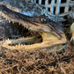 Real Alligator Head Taxidermy + New Orleans Voodoo + Hoodoo + Conjure