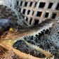 Real Alligator Head Taxidermy + New Orleans Voodoo + Hoodoo + Conjure