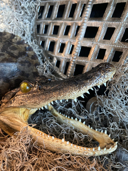 Real Alligator Head Taxidermy + New Orleans Voodoo + Hoodoo + Conjure