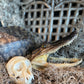 Real Alligator Head Taxidermy + New Orleans Voodoo + Hoodoo + Conjure
