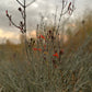 AUTHENTIC Chuparosa Flowers! Wildcrafted + Love + Abundance + Luck + Friendship + Chuparrosa + Limited Supply + Short Grow Season + Colibrí