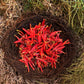 AUTHENTIC Chuparosa Flowers! Wildcrafted + Love + Abundance + Luck + Friendship + Chuparrosa + Limited Supply + Short Grow Season + Colibrí
