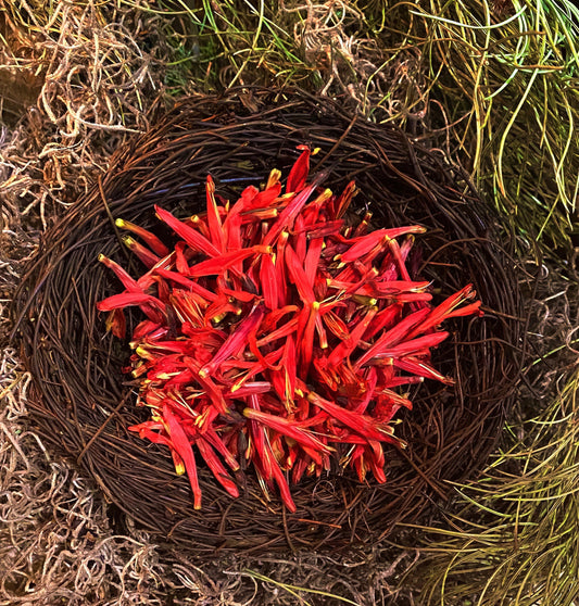 AUTHENTIC Chuparosa Flowers! Wildcrafted + Love + Abundance + Luck + Friendship + Chuparrosa + Limited Supply + Short Grow Season + Colibrí