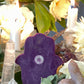 Hamsa Candle + Protection Against Evil Eye