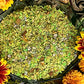 Papa Gede Limbo Money Rice + 24K Gold + Saint Expedite + San Expedito + Expeditus + Fast Luck + Money + Protection