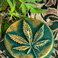 Marijuana Leaf Candle + Santa Muerte Offering
