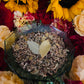 King Solomon Herbs + Wisdom + Intelligence + Leadership + Command Spirits + Occult + Blessed