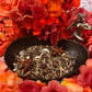 Mercury Herbs + Communication + Fast Luck + Writing + Academics + Open Roads + Technology + Psychopomp + Business + Speed + Travel