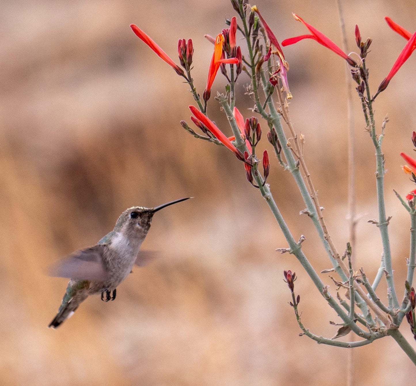 AUTHENTIC Chuparosa Flowers! Wildcrafted + Love + Abundance + Luck + Friendship + Chuparrosa + Limited Supply + Short Grow Season + Colibrí