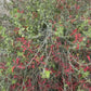 AUTHENTIC Chuparrosa Oil! Wildcrafted Ingredients! Traditional Brujeria + Chuparosa + Sweet Love + Friendship + Abundance + Luck + Colibrí