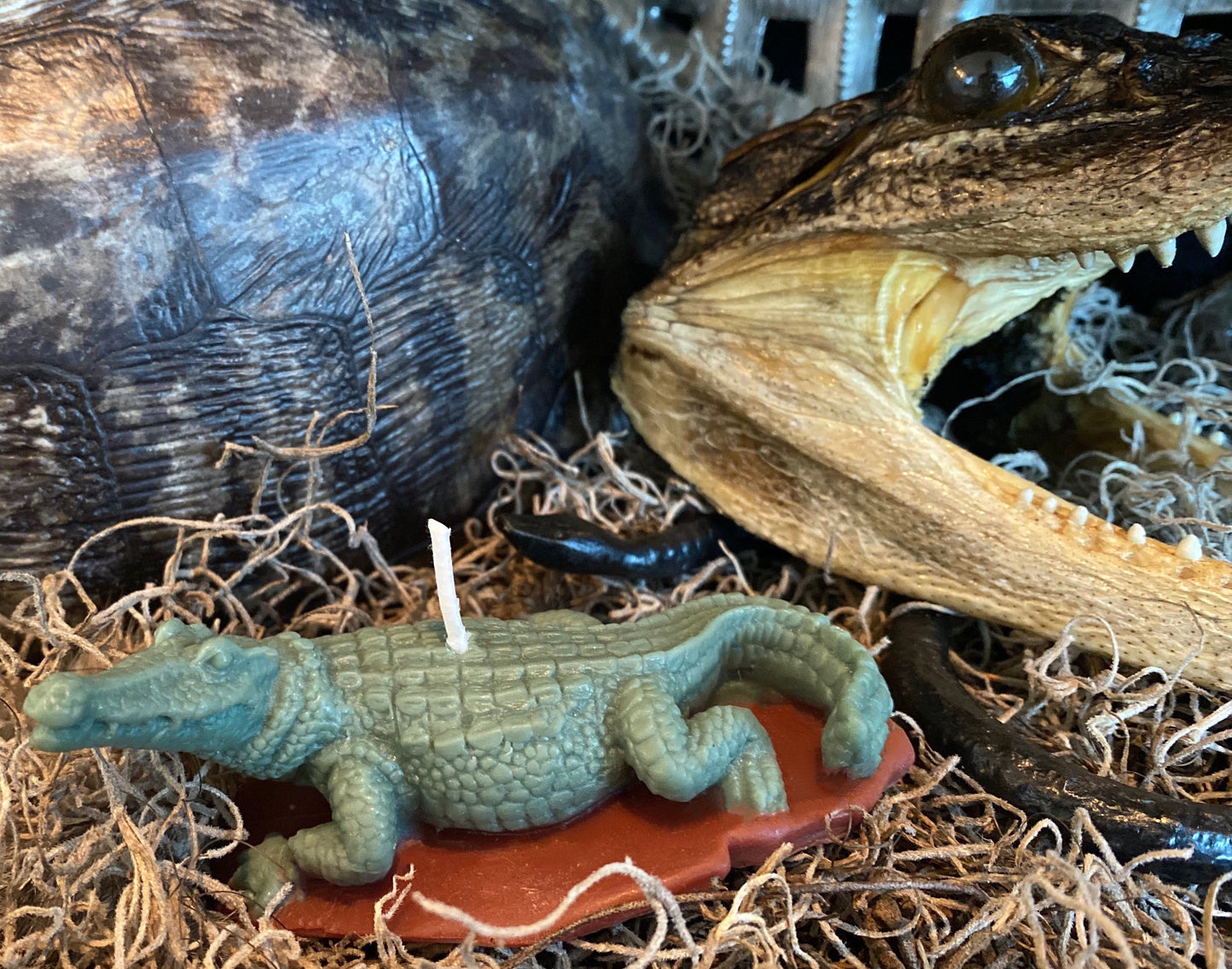 Alligator Candle New Orleans Voodoo / Hoodoo / Conjure