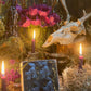 Scaredy Black Cat Tealight Candles + Gift Box + Black Arts + Gato Negro + Samhain + Halloween