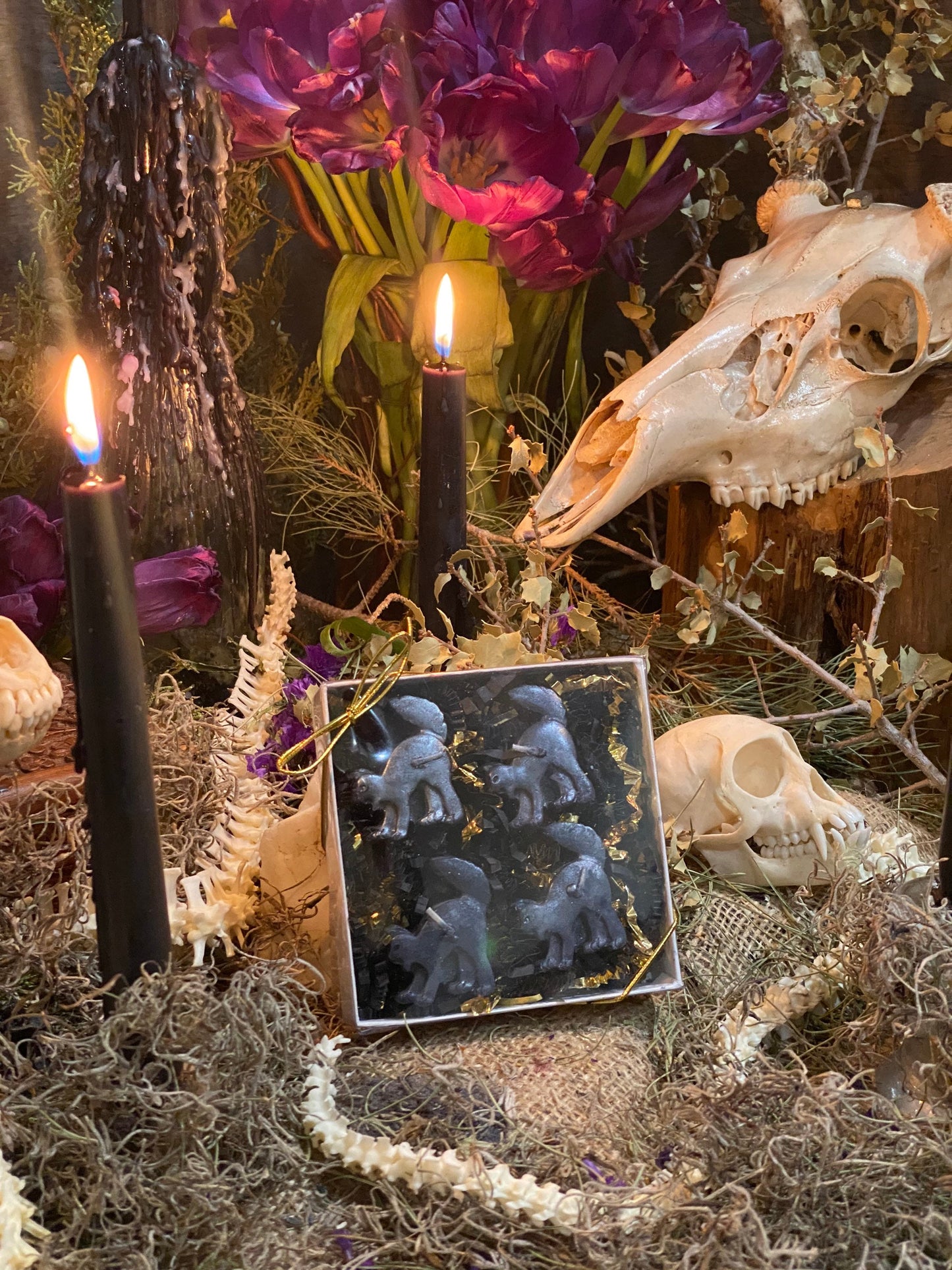 Scaredy Black Cat Tealight Candles + Gift Box + Black Arts + Gato Negro + Samhain + Halloween